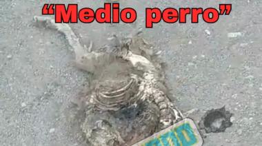 (VIDEO) El vertedero de Bariloche: promesas rotas y realidad tóxica