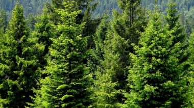 La Red PINOS alerta sobre el avance de especies exóticas que producen incendios catastróficos y pérdida de biodiversidad
