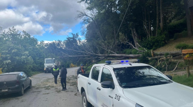 Cayeron árboles en zona oeste y fueron retirados por personal municipal