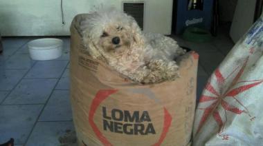 ¡Hoy Bariloche vota por el referéndum! ah, no, pará...