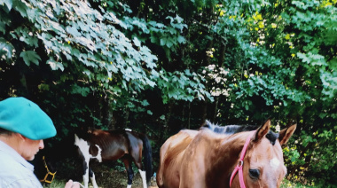 Seis caballos retirados de la calle en 72 horas: la mitad presentaba heridas y desnutrición