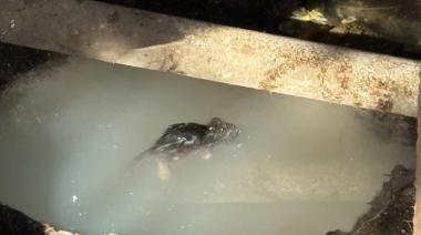 Cadáveres de ratas en piletas y roedores sobre mesas: el panorama que encontraron familias en camping de Bariloche