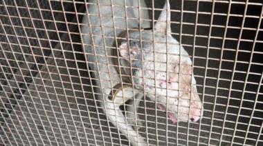 Rocky ingresó a Sanidad Animal tras presión de vecinos y el concejal Costa Brutten: ahora recibe atención municipal