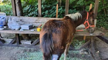 Del maltrato extremo a la recuperación: la historia de Aura