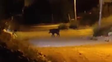 (Video) Un jabalí sorprendió a vecinos de Quimey Ruca 2: "Dale, Raúl", le gritaban para espantarlo