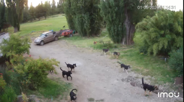 Un vecino de Cerro Carbón convive con una jauría de ocho perros que ya mató a sus animales domésticos y ahora ataca a personas