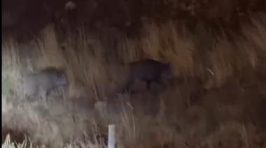 (Video) Jabalíes en la ciudad: una presencia que ya no sorprende pero que sigue siendo peligrosa