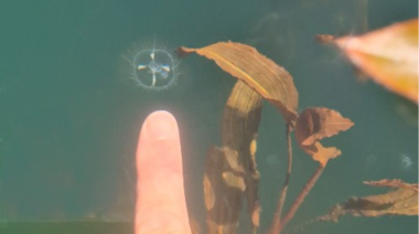 El registro de una medusa asiática dentro del Parque Nacional Nahuel Huapi encendió las alarmas por el riesgo de expansión