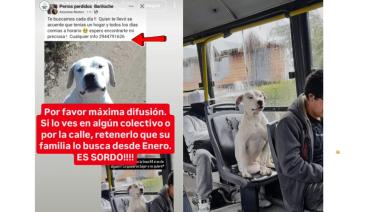 Un dogo blanco, sin SUBE y con muy buenas razones para no bajar