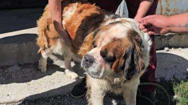 ​​​​​​​Sanidad Animal rescató y asiste a una perra gravemente herida tras un violento episodio vial