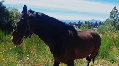 "Todos los días recibimos denuncias": el área municipal que ya no puede parar de capturar caballos sueltos en Bariloche