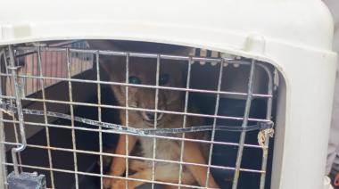 Un zorrito herido en Bariloche dejó al descubierto la falta de un protocolo para fauna silvestre