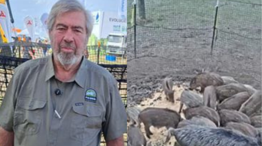 Las trampas que capturan hasta 85 jabalíes de una vez y que Bariloche necesita conocer