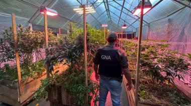 28 kilos y 275 semillas: desbaratan banda narco en Bariloche