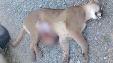 Una puma preñada murió atropellada en la Ruta 40 dentro del Parque Nacional Nahuel Huapi