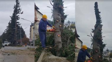 ​​​​​​​Con motosierra en mano: Cortés cortó personalmente los pinos de la Costanera que llevaban años de conflicto judicial