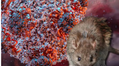 En qué consiste la cepa Andes, el hantavirus que tiene internado a un vecino de Bariloche y en alerta a sus contactos estrechos