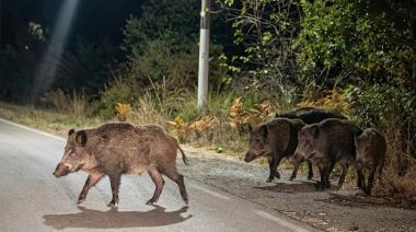 Una familia de jabalíes fue avistada en pleno Camino Viejo a Cerro Catedral y vecinos piden extremar cuidados
