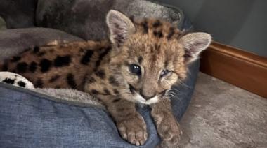 Malvina, la puma que sobrevivió contra todo pronóstico