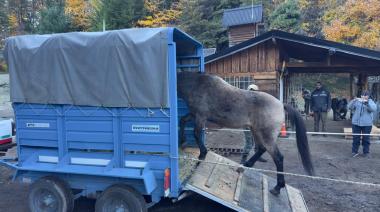 Tres caballos rescatados en las calles de Bariloche serán los nuevos custodios de los senderos de Isla Victoria y Huemul
