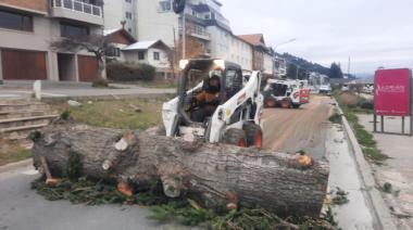 Domingo y lunes sigue la tala de pinos: caerán entre 40 y 50 árboles en el operativo