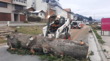 63% apoya la poda de los pinos de la Costanera