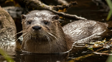 El huillín, una nutria patagónica en peligro: el trabajo silencioso para que no desaparezca del Limay
