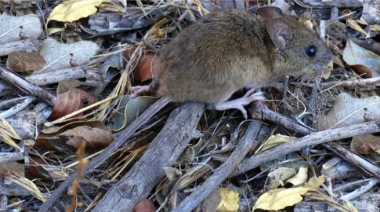 Confirman un nuevo caso de Hantavirus en Bariloche: es la esposa de un paciente que estuvo internado
