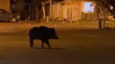 Cada vez más cerca: un jabalí "tamaño NBA" se paseó por las calles del Ñireco