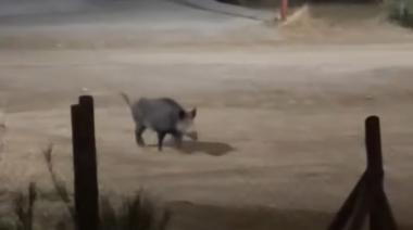 Jabalíes en Las Victorias: crece la preocupación por los avistajes nocturnos en el este de la ciudad