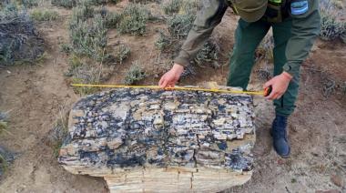Hallan un bosque petrificado de 50 millones de años en una estancia de Pilcaniyeu