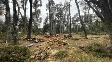 ​​​​​​​Talan coihues centenarios en Cascada de los Duendes para mudar un invernadero que estaba en la usina militar