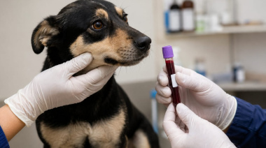 Bariloche hizo su primer estudio epidemiológico municipal y encontró Brucella canis circulando en la ciudad