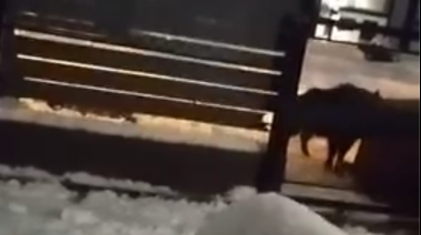 (Video) ¿La nieve hizo olvidar a Bariloche de los jabalíes? Un ejemplar rompió un cesto de basura en Las Victorias
