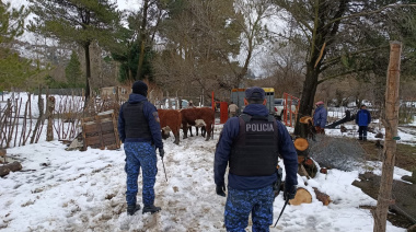 Robaron siete vacas, cortaron el alambrado y las escondieron en un corral en Vivero Municipal