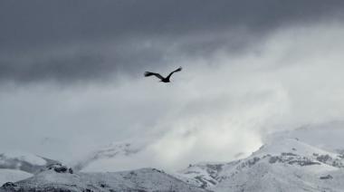 Los tres cóndores que pasaron la noche en la costa de Dina Huapi, retomaron vuelo con éxito