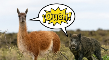 Cómo es la ley que habilita la venta y caza de guanacos y jabalíes