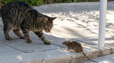 Ratas en la ESRN 46: el gato se asustó, el Consejo Escolar todavía no