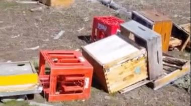 Jabalíes destrozaron colmenas de un productor de miel en Bariloche