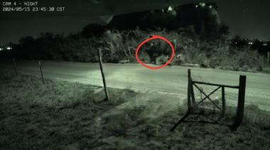 Dos ojos entre los arbustos: el animal que nadie logra identificar en el Este de Bariloche