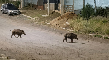 Llegó para quedarse: científicos y guardaparques se reúnen por el avance del jabalí en Bariloche