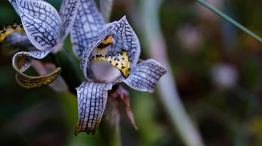 Sumate a cuidar las orquídeas de la Patagonia: charla abierta este miércoles