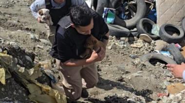 Operativo para rescatar cachorros en el vertedero: "nada va a alcanzar si seguimos abandonando animales”