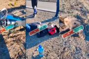 Video: motociclista chocó y mató a un jabalí en plena ruta