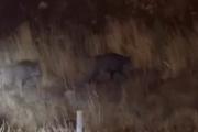(Video) Jabalíes en la ciudad: una presencia que ya no sorprende pero que sigue siendo peligrosa