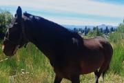 "Todos los días recibimos denuncias": el área municipal que ya no puede parar de capturar caballos sueltos en Bariloche