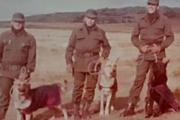 Los perros que también fueron a Malvinas