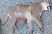 Una puma preñada murió atropellada en la Ruta 40 dentro del Parque Nacional Nahuel Huapi