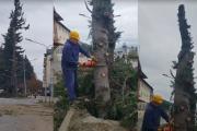 ​​​​​​​Con motosierra en mano: Cortés cortó personalmente los pinos de la Costanera que llevaban años de conflicto judicial