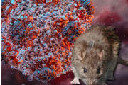 En qué consiste la cepa Andes, el hantavirus que tiene internado a un vecino de Bariloche y en alerta a sus contactos estrechos